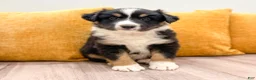 Australian Shepherd dogs for sale: Monty - Ad 1