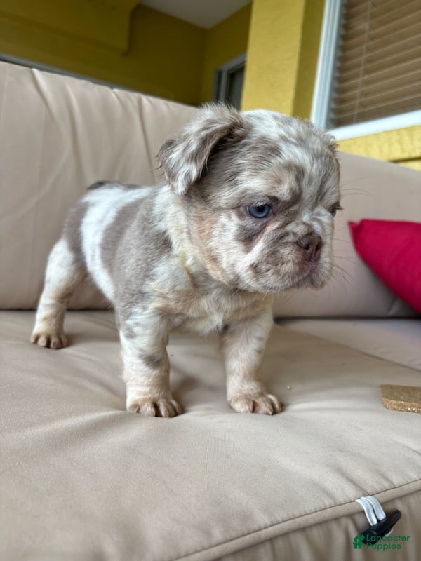 French Bulldog dogs Magic (Male)  - Ad 2