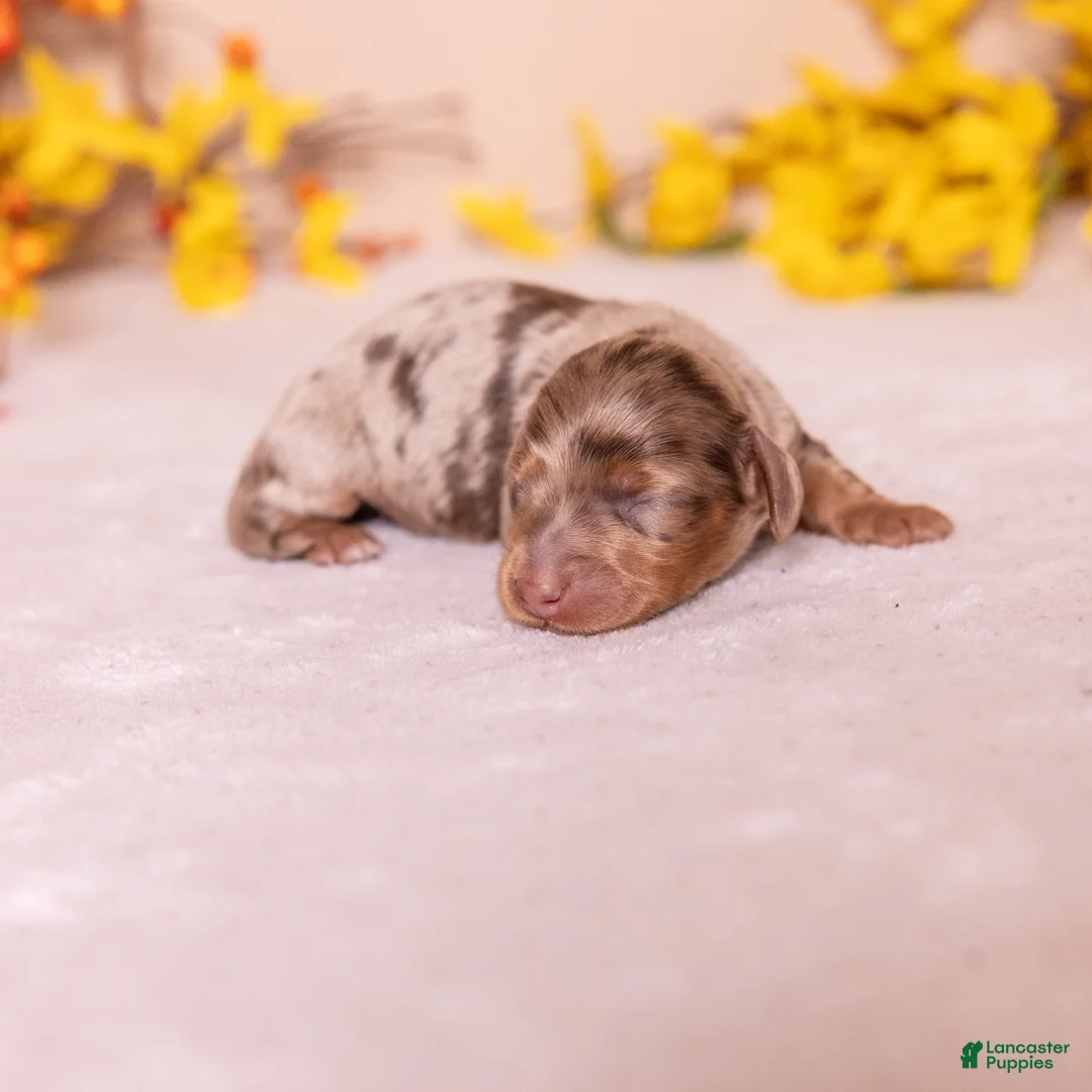 Miniature Dachshund dogs for sale: Conor - Ad 2