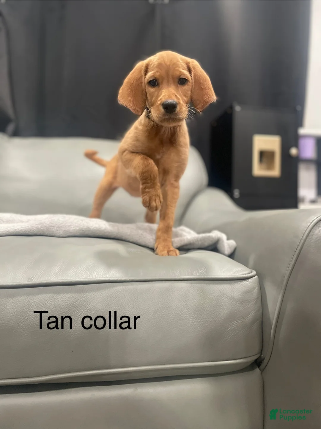 Mixed Breed dogs for sale: Mixed Breed Puppy 5 - Ad 1