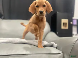 Mixed Breed dogs Mixed Breed Puppy 5 - Ad 15