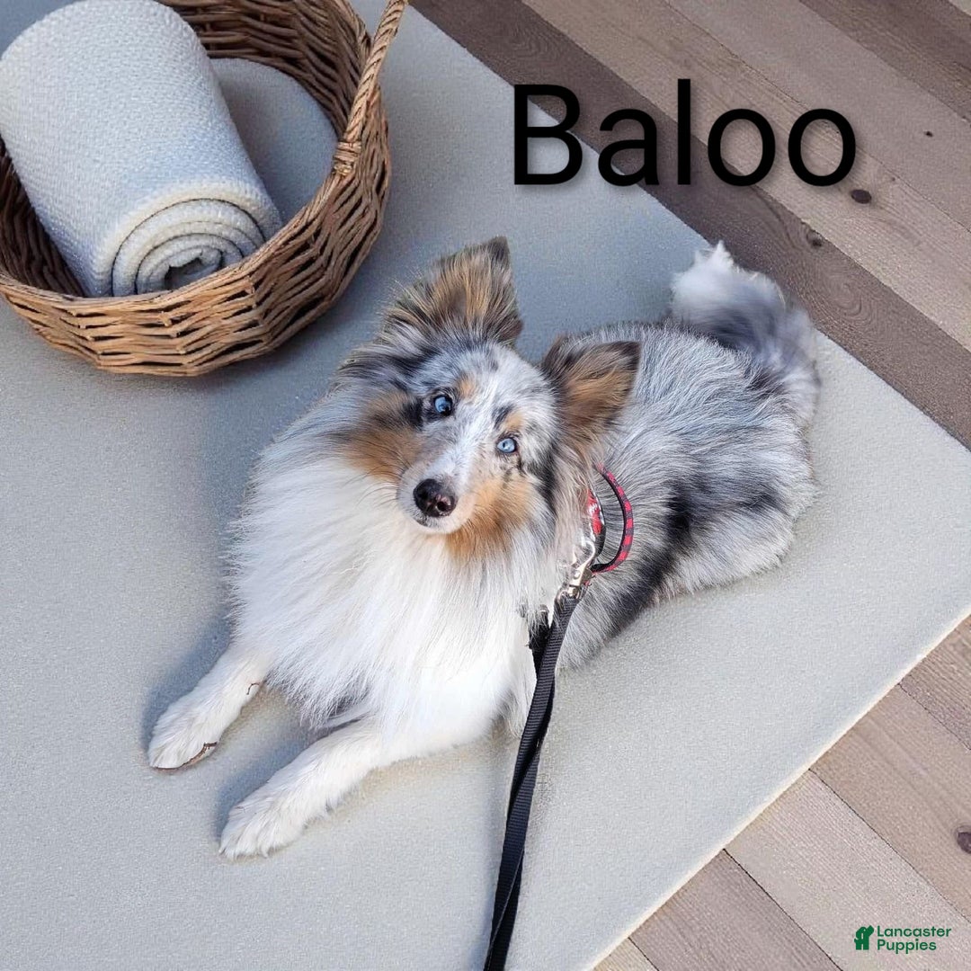 Shetland Sheepdog dogs for sale: Peridot (Perry) - Ad 13