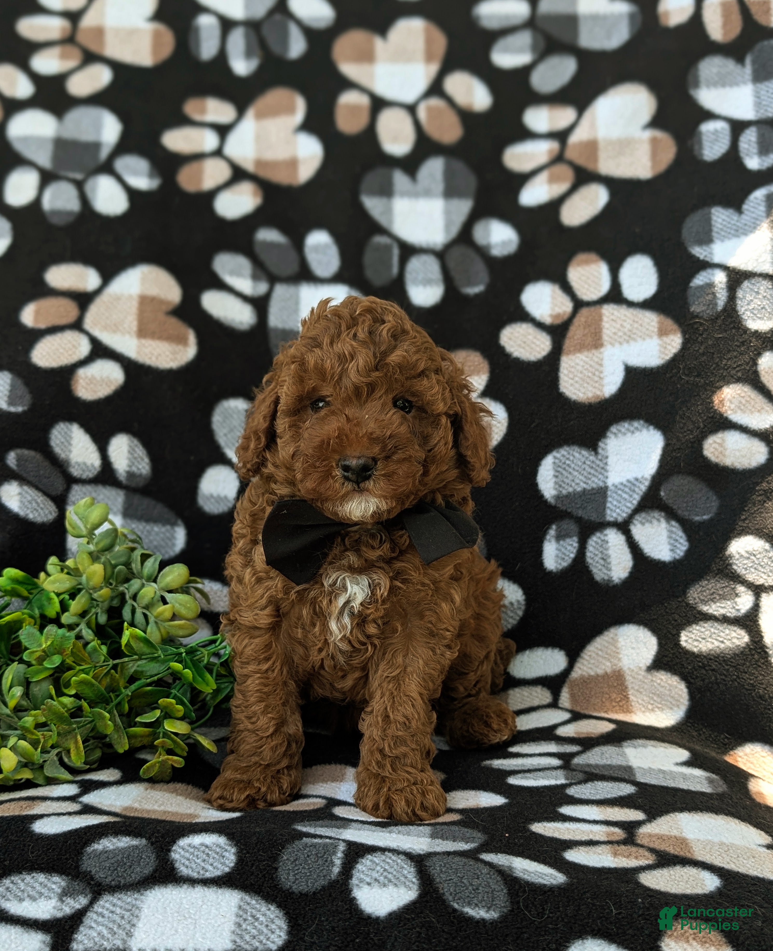 Miniature Poodle dogs Remmington - Ad 2