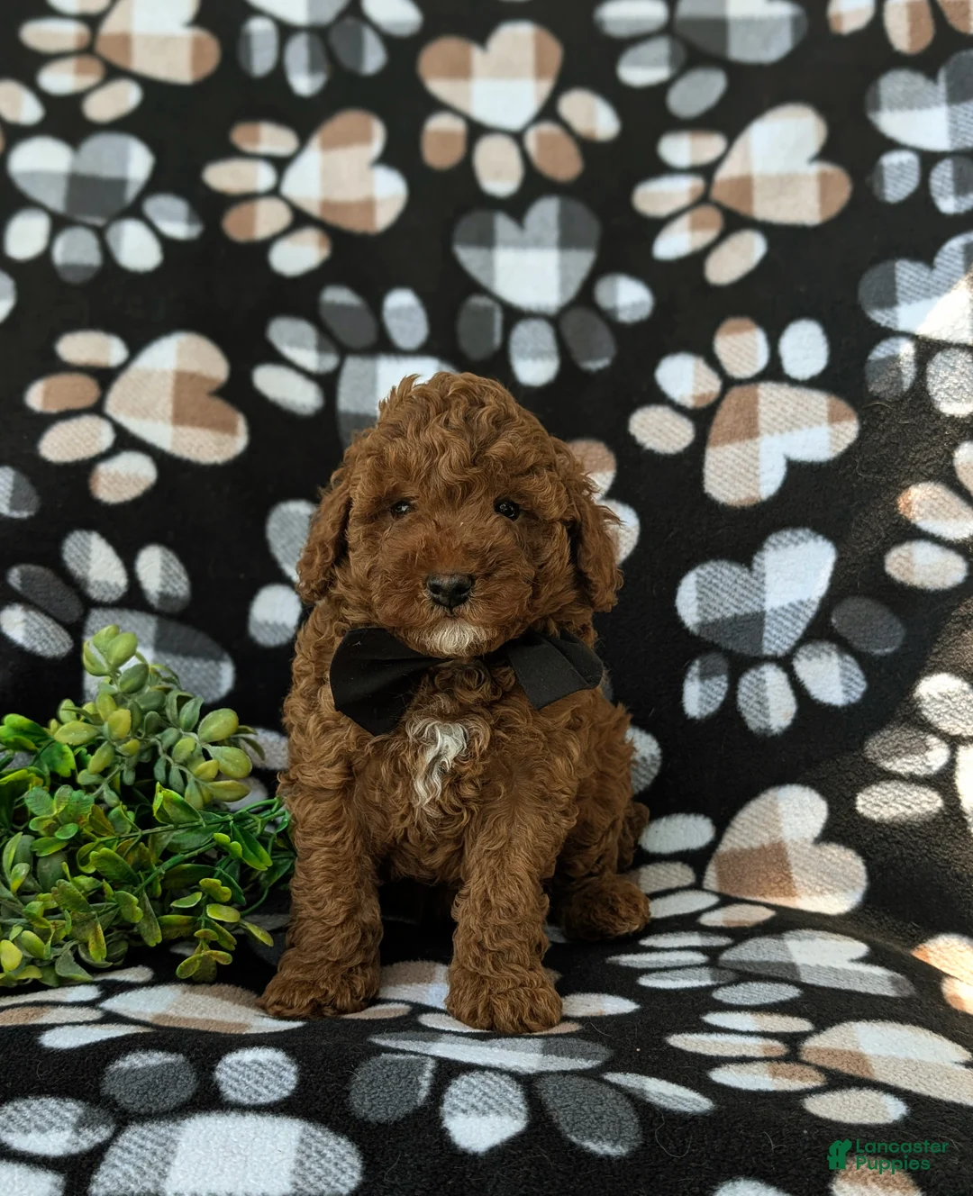 Miniature Poodle dogs for sale: Remmington - Ad 2