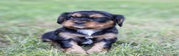 Cavalier King Charles Spaniel dogs for sale: Butch - Ad 16