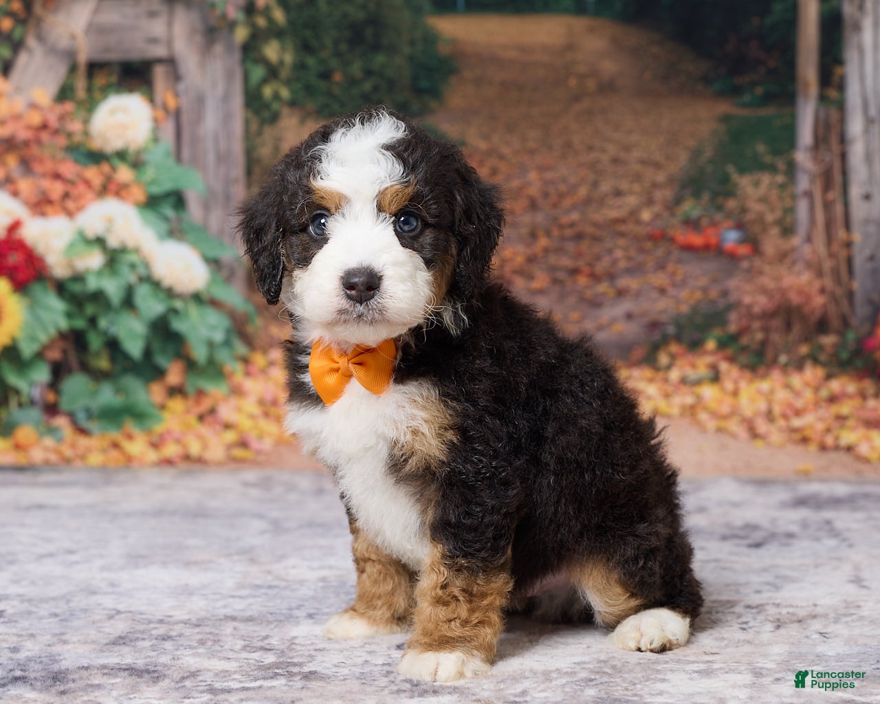 Bernedoodle dogs Keanu - Ad 1