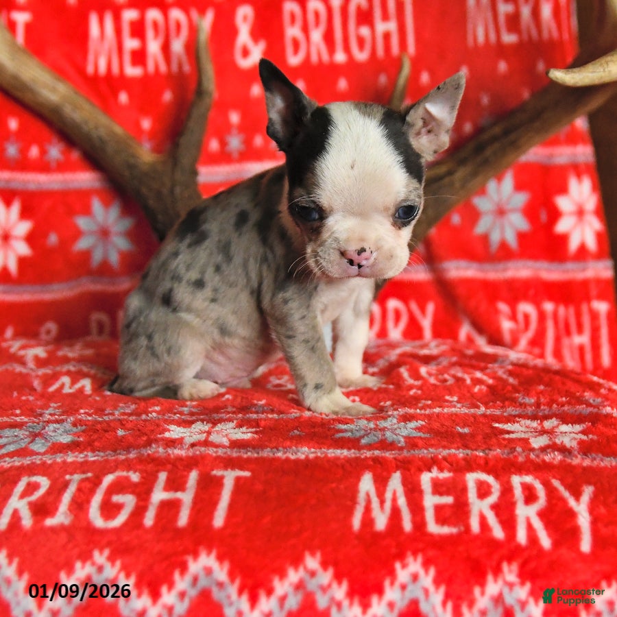 Boston Terrier dogs Indiana - Ad 42