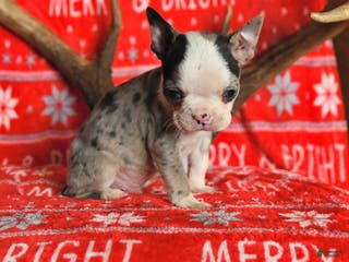 Boston Terrier dogs Indiana - Ad 42