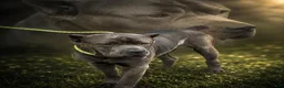 Cane Corso dogs for sale: Whisper  - Ad 11
