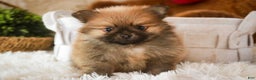 Pomeranian dogs for sale: Bennet - Ad 6