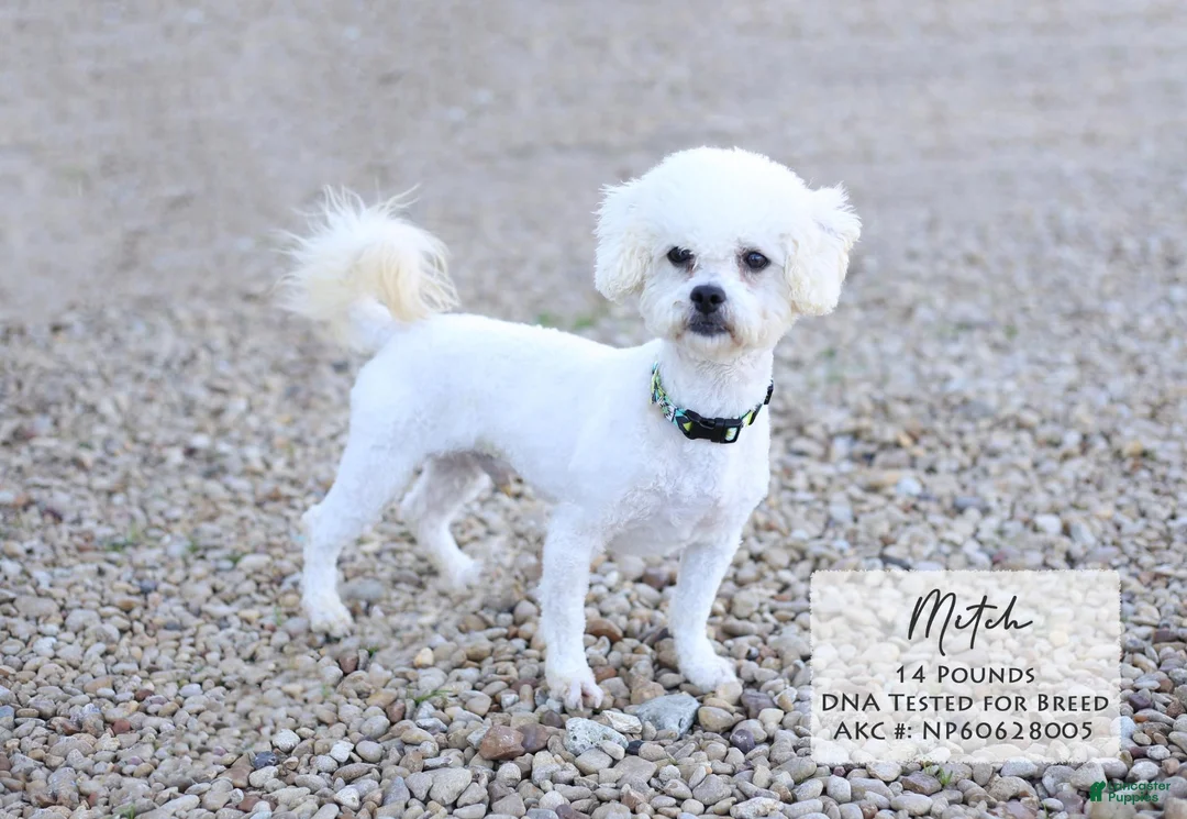 Bichon Frise dogs for sale: Tina - Ad 4