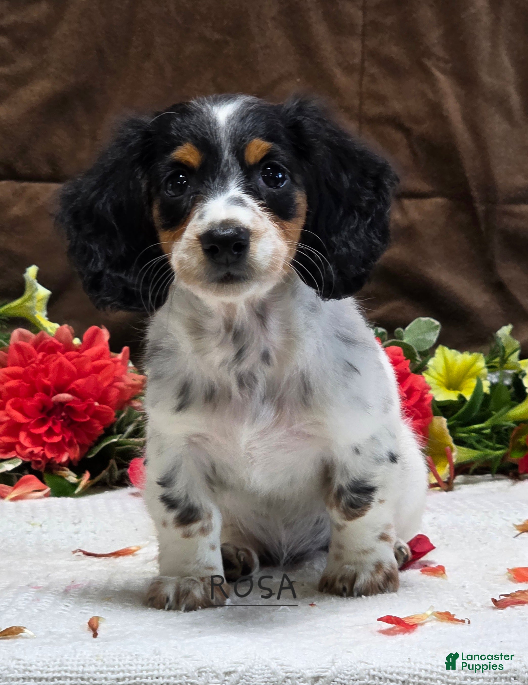 Miniature Dachshund dogs Rosa - Ad 1