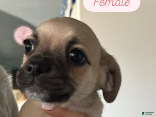 Mixed Breed dogs - Ad 21