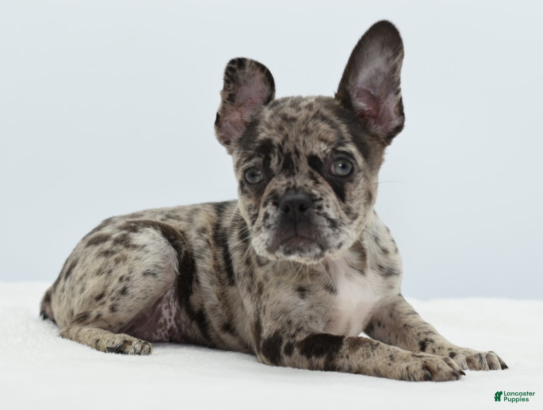 Mixed Breed dogs for sale: Zuki hybrid puppy  - Ad 21