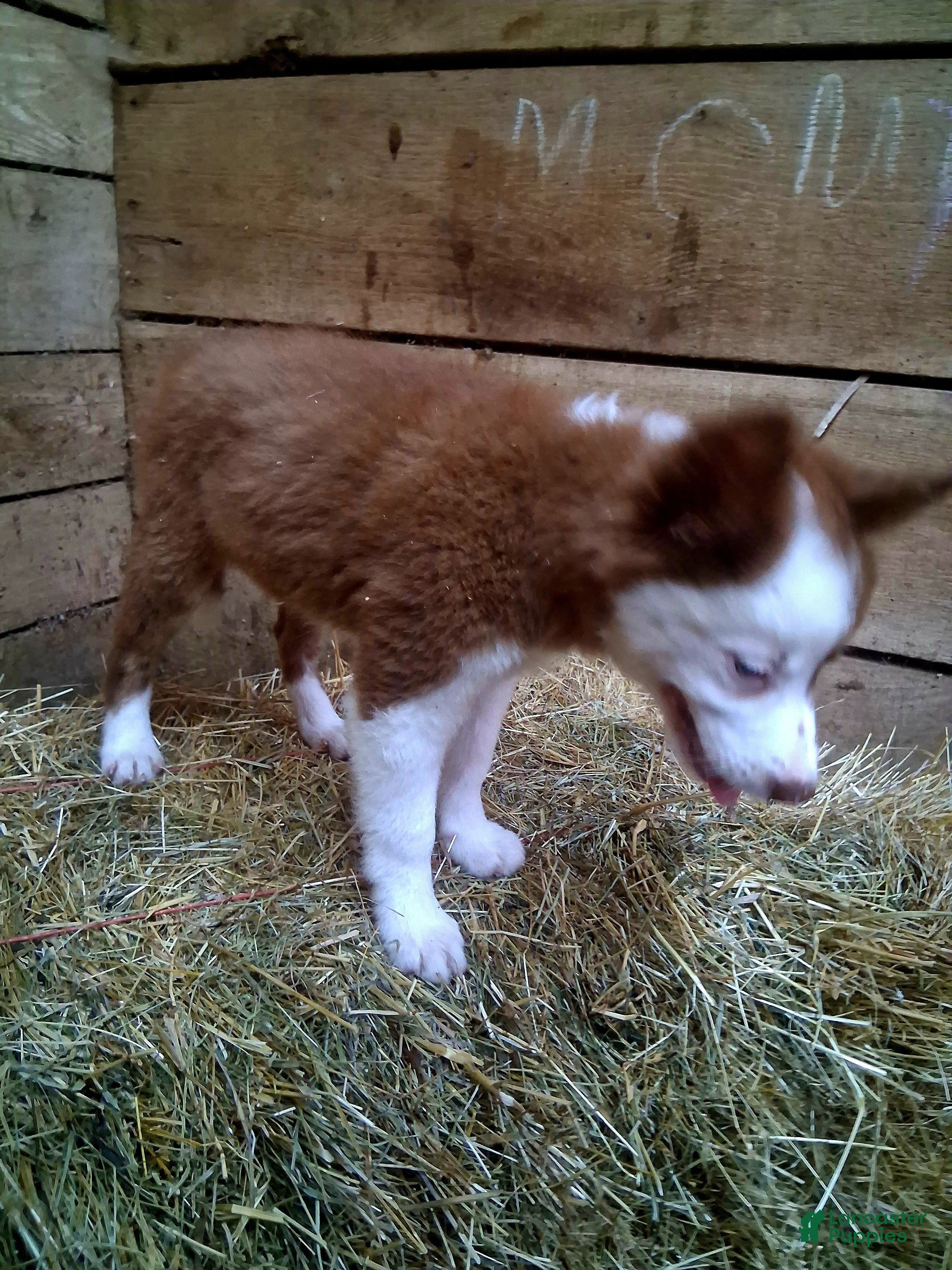 Border Collie dogs Border Collie 2 - Ad 2