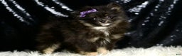 Pomeranian dogs for sale: Puffy - Ad 6