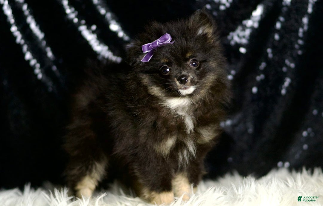 Pomeranian dogs for sale: Puffy - Ad 6