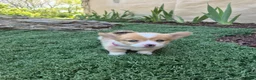 Welsh Corgi Pembroke dogs for sale: Pink - Ad 2