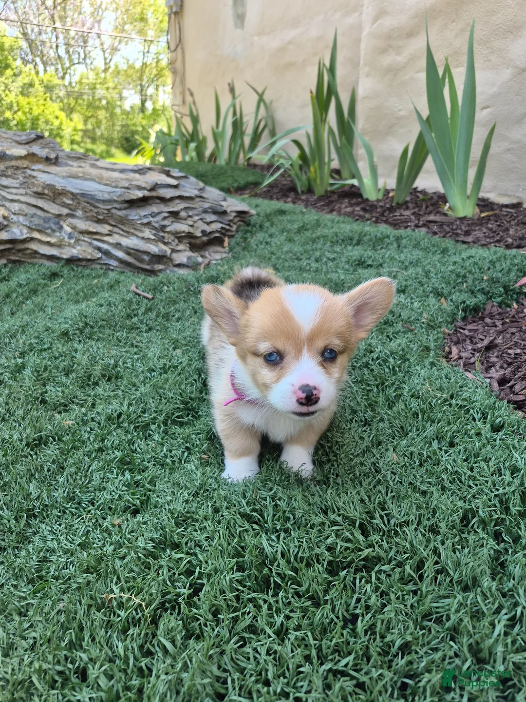 Welsh Corgi Pembroke dogs for sale: Pink - Ad 2