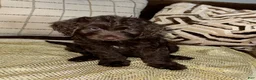 Labradoodle dogs for sale: Latte  - Ad 1
