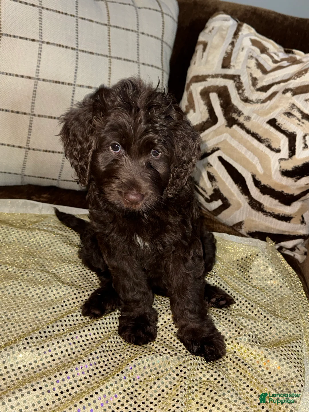 Labradoodle dogs for sale: Latte  - Ad 1