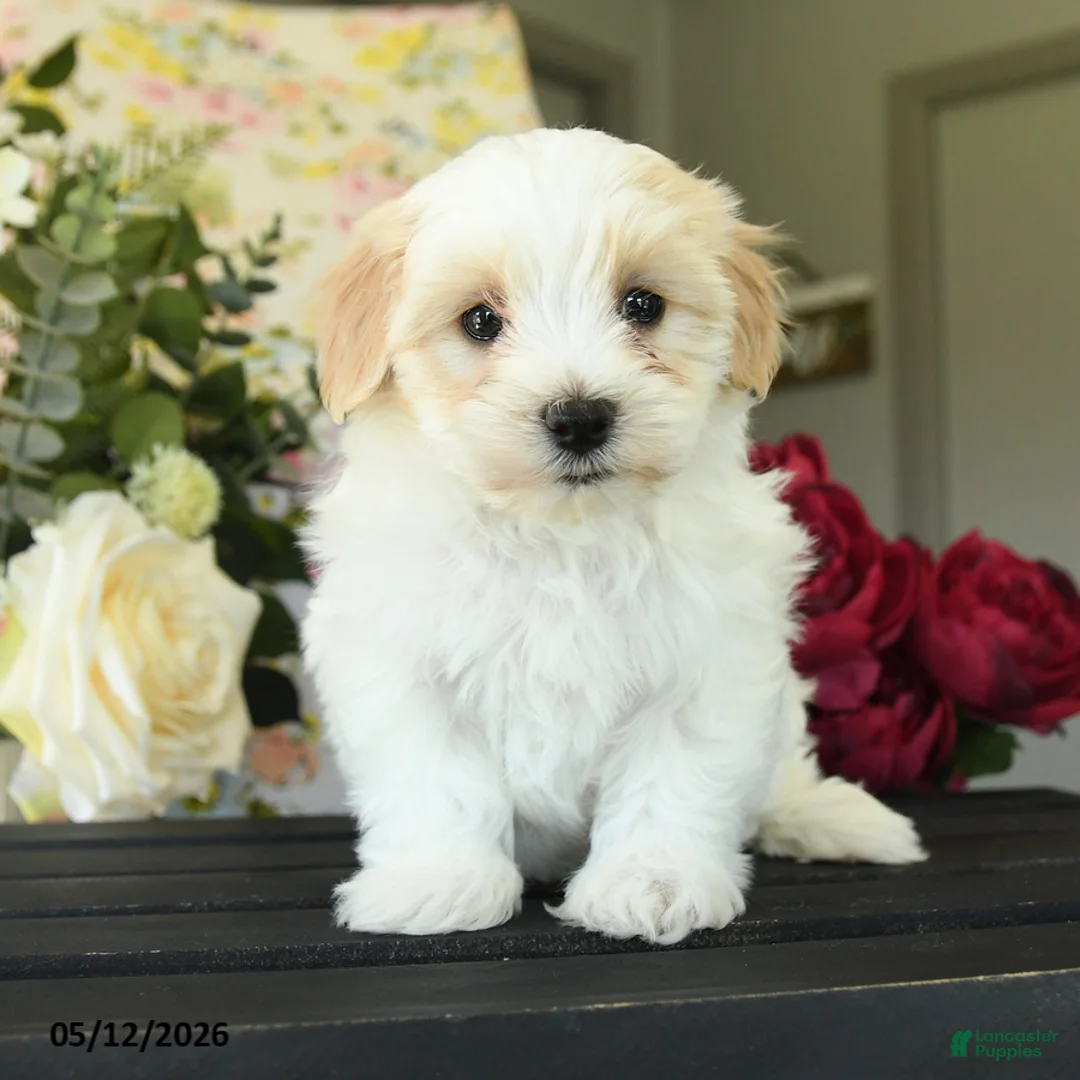 Maltipoo dogs for sale: Shayla - Ad 1