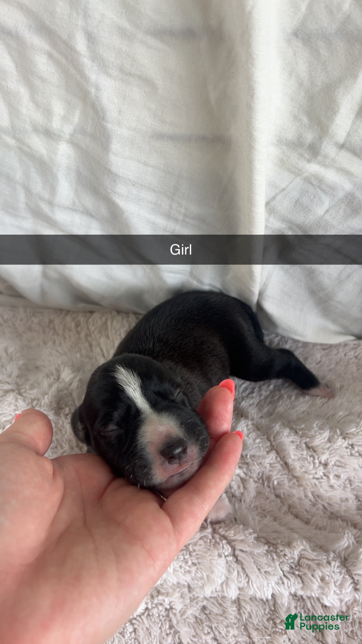 Mixed Breed dogs Mixed Breed 7 - Ad 42