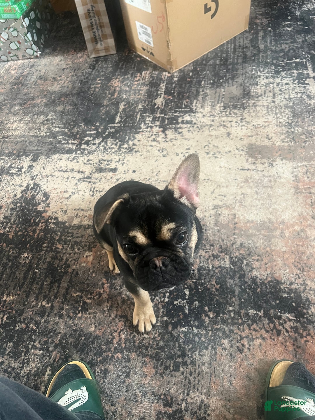 French Bulldog dogs for sale: Phoenix  - Ad 3