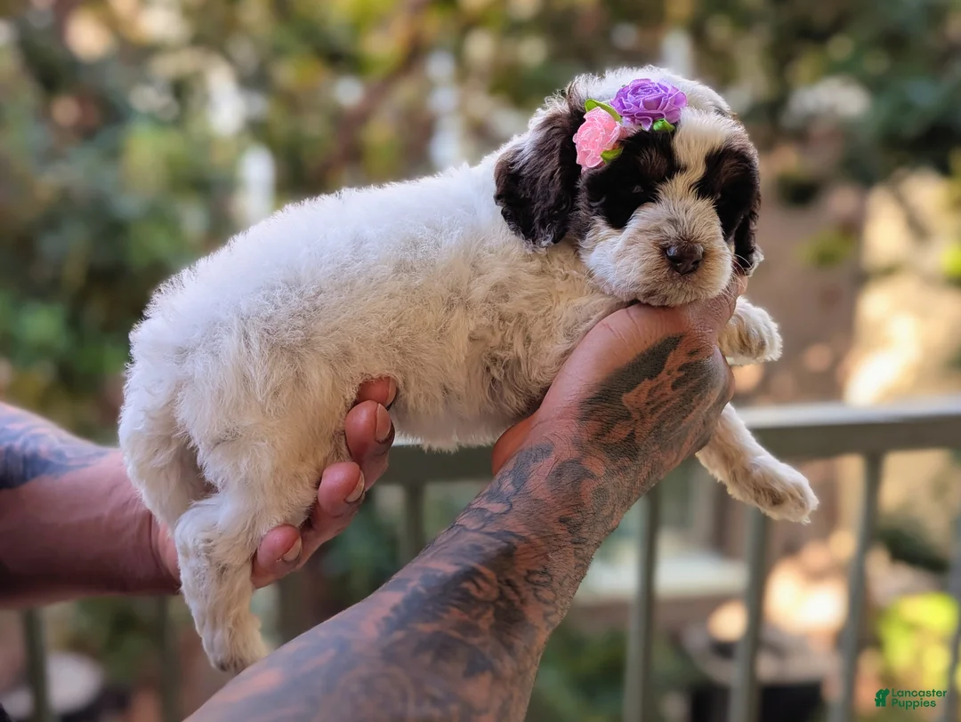 Mixed Breed dogs for sale: JOHNNIE GIRL - Ad 5