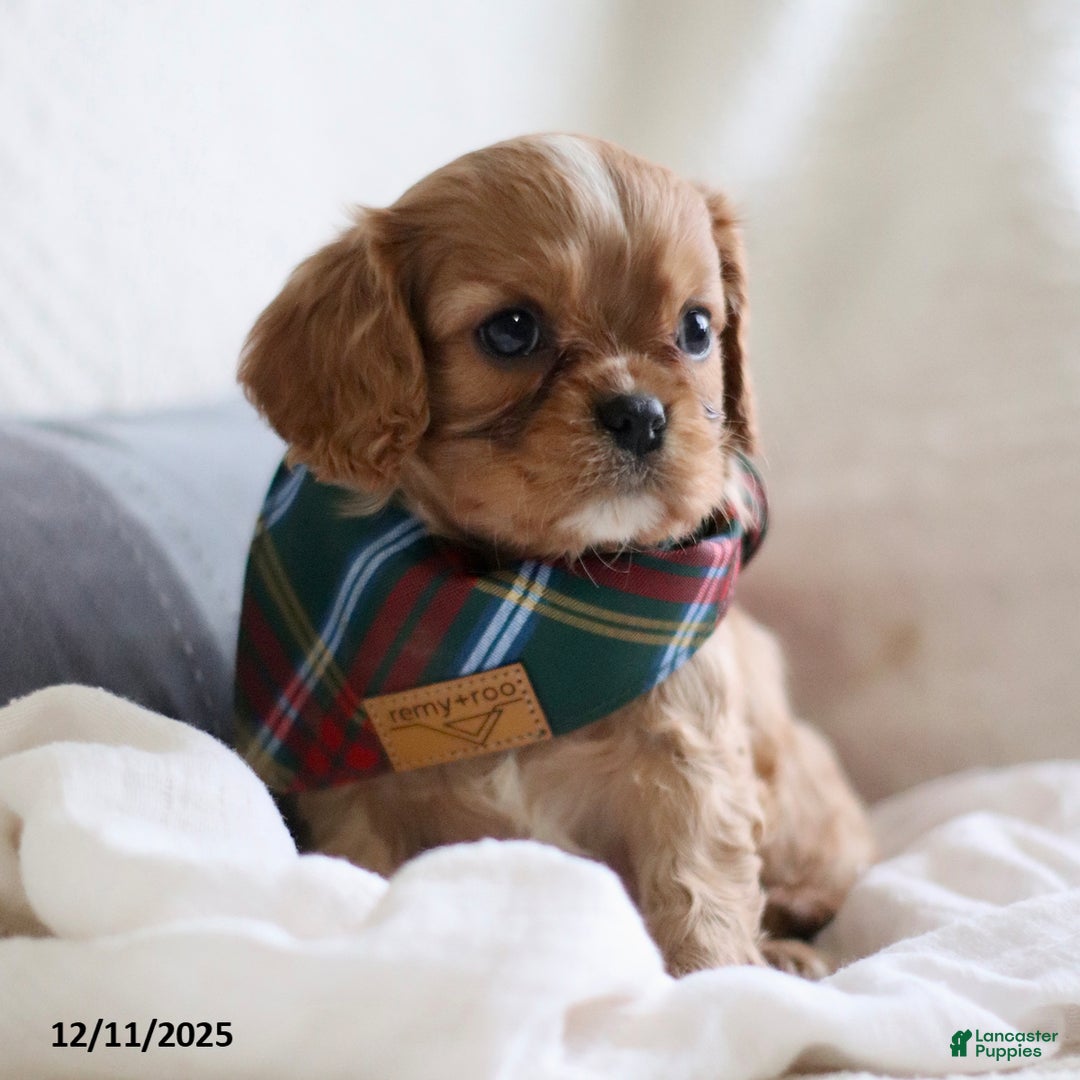 Cavalier King Charles Spaniel dogs for sale: Leo - Ad 4