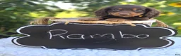Miniature Dachshund dogs for sale: Rambo - Ad 1