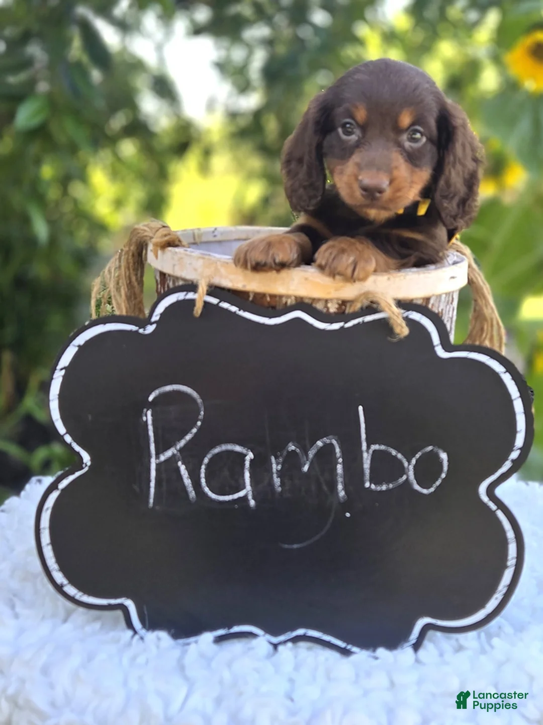 Miniature Dachshund dogs for sale: Rambo - Ad 1