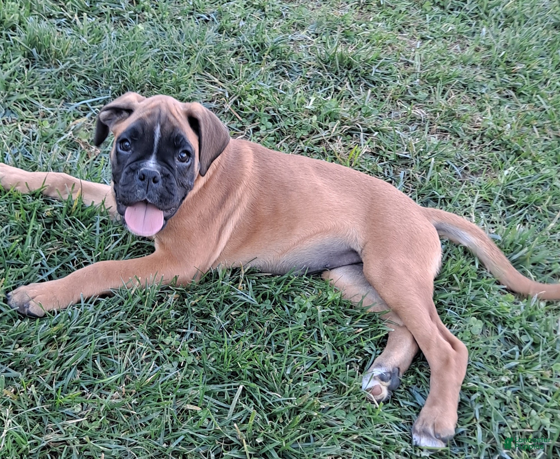 Boxer dogs for sale: Trixie - Ad 1