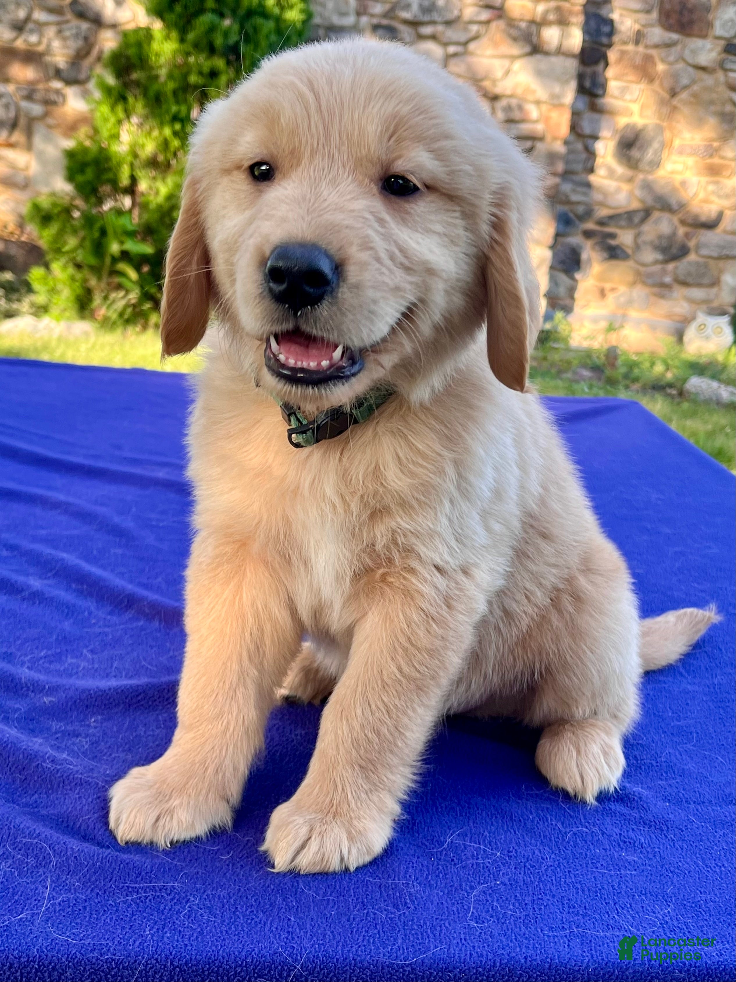 Golden Retriever dogs Coconut - Ad 1