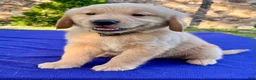 Golden Retriever dogs for sale: Coconut - Ad 1