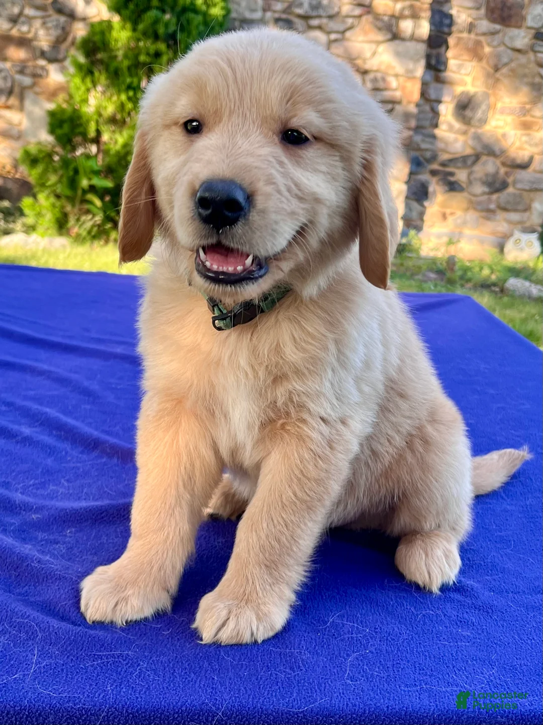Golden Retriever dogs for sale: Coconut - Ad 1