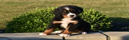 Bernese Mountain Dog dogs for sale: Buttons  - Ad 1