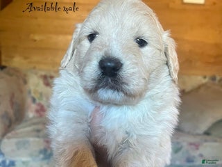 Mixed Breed dogs North - Ad 31