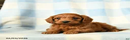 Cavapoo dogs for sale: Chili - Ad 3