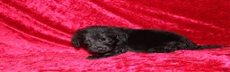 Doxiepoo dogs for sale: Doxiepoo Flower - Ad 9