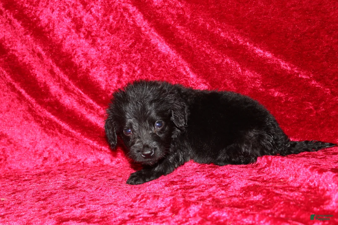 Doxiepoo dogs for sale: Doxiepoo Flower - Ad 9
