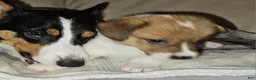 Mixed Breed dogs for sale: Orpheus - Ad 28