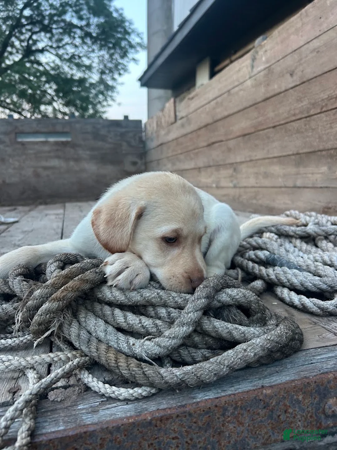 Sheprador dogs for sale: Daisy - Ad 2