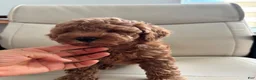 Toy Poodle dogs for sale: Pobi - Ad 2