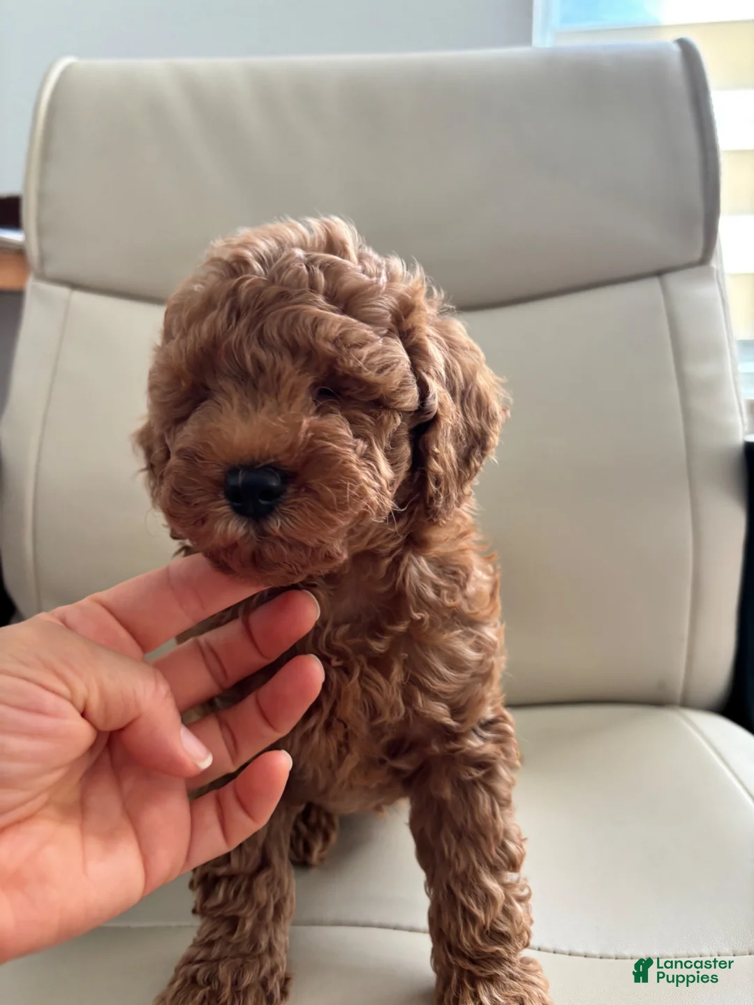 Toy Poodle dogs for sale: Pobi - Ad 2
