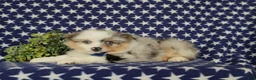 Pomeranian dogs for sale: Miguel - Ad 4