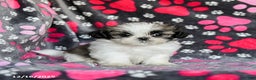 Shih Tzu dogs for sale: Milkyway - Ad 1