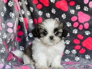 Shih Tzu dogs Milkyway - Ad 5