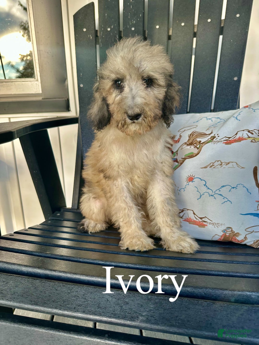 Standard Poodle dogs Ivory  - Ad 1