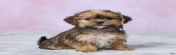 Shorkie dogs for sale: Archie - Ad 3